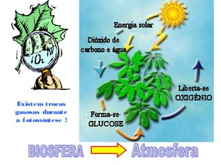Existem trocas
gasosas durante
a fotossíntese !
 