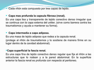 74339347-APARATO-URINARIO.pptxbn789990087nn | PPTX