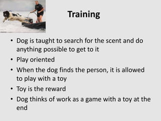 Training
• Dog is taught to search for the scent and do
anything possible to get to it
• Play oriented
• When the dog finds the person, it is allowed
to play with a toy
• Toy is the reward
• Dog thinks of work as a game with a toy at the
end
 