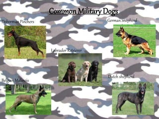 Common Military Dogs
Doberman Pinchers German Shepherd
Labrador Retriever
Dutch shepherd
Belgian Malinois
 