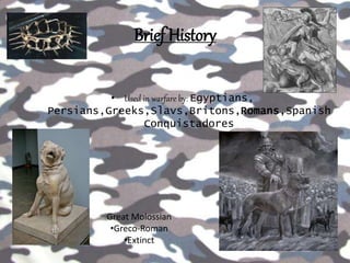 Brief History
• Used in warfare by: Egyptians,
Persians,Greeks,Slavs,Britons,Romans,Spanish
Conquistadores
Great Molossian
•Greco-Roman
•Extinct
 