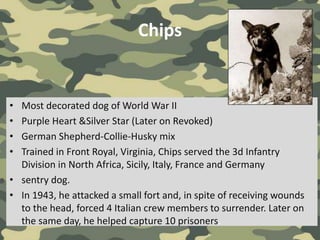 Chips
• Most decorated dog of World War II
• Purple Heart &Silver Star (Later on Revoked)
• German Shepherd-Collie-Husky mix
• Trained in Front Royal, Virginia, Chips served the 3d Infantry
Division in North Africa, Sicily, Italy, France and Germany
• sentry dog.
• In 1943, he attacked a small fort and, in spite of receiving wounds
to the head, forced 4 Italian crew members to surrender. Later on
the same day, he helped capture 10 prisoners.
 
