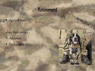 Retirement
• Age:7-8 years
done their service :
• Adoption
• Euthanasia
 