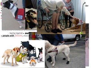 - hearing impaired – autistic people – Blind
* Alerting For Help
* Alerting the owner prior to a Seizure or Diabetics, epilepsy and other types of seizures
* Alerting the Owner when Insulin levels are changing
* Alerting when doors, Drawers and Refrigerators are open or closed
* Pick up dropped Items * Assist with mobility issues * Getting owner home safetly
* Letting Owner know there is a car, or when the owner is able to cross a Street
* Help with Post Traumatic Stress Disorder
– people with Seizures, Diabetics, Epilepsy, Autism
* Helping with Dressing/undressing * retrieves Wheelchair or Walkers * Prevents Falls
- Healing Dogs(Therapy Dog)
- Emotional Support
dog
- Disable
people
 