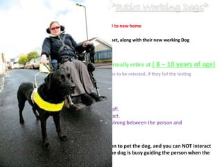 - CNIB (canadian national institute blind) will adopted to new home
- Original Owner of Working Dog can keep them as a pet, along with their new working Dog
- Working Dogs normally retire at ( 8 – 10 years of age)
- Friend or Family adopt them
- Working dogs have play time when harness is off.
- When not working they can become a family pet.
- it is essential for play time, It keeps the bond strong between the person and
their working dog
Do Working Dogs work 24/7 ?
When a dog is working, you MUST ask permission to pet the dog, and you can NOT interact
with the dog until the person says other wise, the dog is busy guiding the person when the
Harness is on
- Return to the family that raised them as a puppy
Every time you're required for new dog, the person has to be retested, if they fail the testing
You do not receive a new dog
 