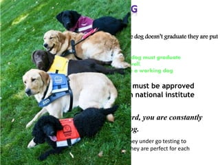 - Working dog must graduate from the school, if the dog doesn’t graduate they are put
up for adoption
- The person requiring for a working dog must graduate
from the school as well,
if they don’t they will not receive a working dog
- To receive a working dog, you must be approved
by your doctor and CNIB(Canadian national institute
blind)
- The training is aggressive, and hard, you are constantly
correcting the dog.
- After graduation of both dog and person, they under go testing to
matching of the dog and partner to make sure they are perfect for each
other.
 