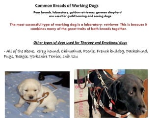 Pear breads, laboratory, golden retrievers, germen shepherd
are used for guild hearing and seeing dogs
The most successful type of working dog is a laboratory/ retriever. This is because it
combines many of the great traits of both breads together.
Common Breads of Working Dogs
- All of the above, Grey hound, Chihuahua, Poodle, French bulldog, Dachshund,
Pugs, Beagle, Yorkshire Terrier, shih tzu
Other types of dogs used for Therapy and Emotional dogs
 