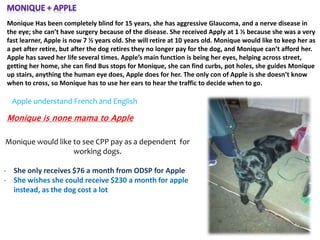 Monique would like to see CPP pay as a dependent for
working dogs.
- She only receives $76 a month from ODSP for Apple
- She wishes she could receive $230 a month for apple
instead, as the dog cost a lot
Monique Has been completely blind for 15 years, she has aggressive Glaucoma, and a nerve disease in
the eye; she can’t have surgery because of the disease. She received Apply at 1 ½ because she was a very
fast learner, Apple is now 7 ½ years old. She will retire at 10 years old. Monique would like to keep her as
a pet after retire, but after the dog retires they no longer pay for the dog, and Monique can’t afford her.
Apple has saved her life several times. Apple’s main function is being her eyes, helping across street,
getting her home, she can find Bus stops for Monique, she can find curbs, pot holes, she guides Monique
up stairs, anything the human eye does, Apple does for her. The only con of Apple is she doesn’t know
when to cross, so Monique has to use her ears to hear the traffic to decide when to go.
Apple understand French and English
Monique is none mama to Apple
 