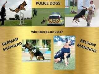 POLICE DOGS
What breeds are used?
 