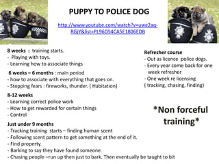 PUPPY TO POLICE DOG
http://www.youtube.com/watch?v=uwe2aq-
RGjY&list=PL96D54CA5E1806EDB
8 weeks : training starts.
- Playing with toys.
- Learning how to associate things
6 weeks – 6 months : main period
- how to associate with everything that goes on.
- Stopping fears : fireworks, thunder. ( Habitation)
8-12 weeks
- Learning correct police work
- How to get rewarded for certain things
- Control
Just under 9 months
- Tracking training starts – finding human scent
- Following scent pattern to get something at the end of it.
- Find property.
- Barking to say they have found someone.
- Chasing people –run up then just to bark. Then eventually be taught to bit
Refresher course
- Out as licence police dogs.
- Every year come back for one
week refresher
- One week re licensing
( tracking, chasing, finding)
 