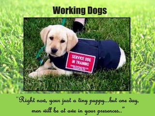 Working Dogs
“Right now, your just a tiny puppy...but one day,
men will be at awe in your presences..”
 