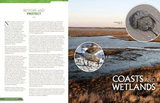 COASTSAND
WETLANDS
5NEW JERSEY AUDUBON | 2014 ANNUAL REPORT
Restore AND
PROTECT
—
and wetlands focus. In the past year alone, our staff led an
international team of biologists to tag and collect essential
data from more than 2000 Semipalmated Sandpipers, who
use the Delaware Bay as their critical stopover site for resting
and feeding during migration. And after decades of consistent
advocacy, we realized a victory in the listing of the Red Knot as
federally threatened, which provides a greater level of security
for this struggling species.
Cape May County, the crossroads of the shore and the bay,
is also a mecca of birding. New Jersey Audubon’s Cape May
Bird Observatory continues to be the essential source for
linking people to birding, drawing thousands every year to
the organization’s HawkWatch at Cape May Point. Possibly
the greatest migration spectacle on the East Coast of North
America, the Avalon Seawatch ensures that we have our
finger on the pulse of waterbirds in the western Atlantic.
Hovering around one million individual birds counted each
year, this dataset is critically important to understanding
waterbird populations in our region.
Both staff and interns at Cape May are working to safeguard
migrating monarchs and to learn about how varying
environmental factors influence their migration. The Monarch
Monitoring Project is the longest continuous quantitative
study of migrating monarchs in the world. In 2014, thousands
of monarch butterflies were tagged and released. In addition,
New Jersey Audubon worked in Trenton to introduce the
first-ever Monarch habitat growth and protection legislation
designed to protect this important species.
Nothing says “New Jersey” more so than the Jersey Shore
and Delaware Bay. From Sandy Hook to Cape May to along
the Delaware River, New Jersey’s coast and wetlands have
been continually hailed as our greatest cultural, economic
and natural resource—they are part of our collective state
identity. Without New Jersey Audubon’s concerted efforts in
researching threats, educating legislators and the public, and
leading important projects that protect and improve critical
habitats and the wildlife they support, we stand to lose the
natural coastal and wetland treasures that makes New Jersey
essentially New Jersey.
But thanks to critical partnerships with all levels of government,
foundations and other nonprofits and, of course your continued
support, our mission to restore our coast and wetland habitats
to maintain that ever-so-delicate balance for people, wildlife
and nature continues unabated. •
ew Jersey’s coastline is not
only home to some of our
fondest summer beach
memories–it also provides critical
habitat for threatened shorebird
populations and other wildlife.
Situated along the Atlantic Flyway,
New Jersey is one of the most
important bird migration corridors in
North America. Balancing public need
with that of wildlife is challenging,
especially when considering the
vulnerability of habitat, as witnessed
by the devastation wreaked by
Superstorm Sandy.
New Jersey Audubon’s goal to protect
and restore fragile coastal habitats for
wildlife, without disrupting recreational
and economic opportunity, was fully
realized in 2014.
Funded by a $1.28 million grant
through the National Fish and Wildlife
Foundation, New Jersey Audubon
oversaw a massive conservation
project at Stone Harbor Point. The
effort restored critical habitat for
endangered beach nesting and
migratory shorebirds while protecting
neighboring communities from storm
surges. After months of planning,
huge earth movers were replenishing
sand on eroded beaches, “working
in a race against time” as NBC News
put it, to raise the nesting grounds
for federally threatened Piping
Plovers and state endangered Black
Skimmers and Least Terns—just in
time for this year’s spring migration
and breeding season.
Shorebird science research and
advocacy has been at the forefront
of New Jersey Audubon’s coast
N
www.NJAudubon.org
RED
KNOT
HORSESHOE
CRAB
 