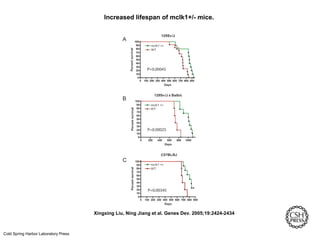 Increased lifespan of mclk1+/- mice.
Xingxing Liu, Ning Jiang et al. Genes Dev. 2005;19:2424-2434
Cold Spring Harbor Laboratory Press
 