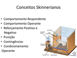 Conceitos Skinnerianos
• Comportamento Respondente
• Comportamento Operante
• Reforçamento Positivo e
Negativo
• Punição
• Contingências
• Condicionamento
Operante
 