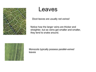 Leaves
Dicot leaves are usually net-veined
Notice how the larger veins are thicker and
straighter, but as veins get smaller and smaller,
they tend to snake around.
Monocots typically possess parallel-veined
leaves
 