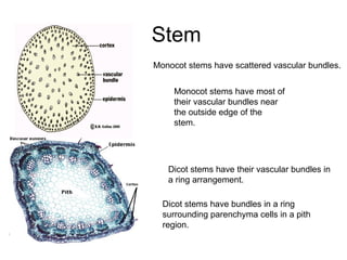 Stem
Monocot stems have scattered vascular bundles.
Dicot stems have their vascular bundles in
a ring arrangement.
Monocot stems have most of
their vascular bundles near
the outside edge of the
stem.
Dicot stems have bundles in a ring
surrounding parenchyma cells in a pith
region.
 