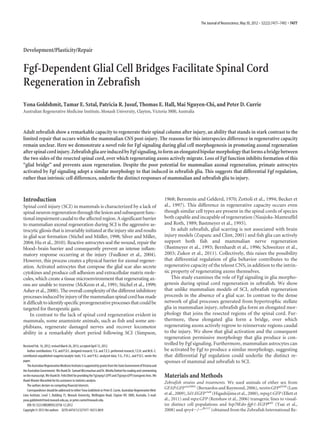 The Journal of Neuroscience, May 30, 2012 • 32(22):7477–7492 • 7477




Development/Plasticity/Repair


Fgf-Dependent Glial Cell Bridges Facilitate Spinal Cord
Regeneration in Zebrafish
Yona Goldshmit, Tamar E. Sztal, Patricia R. Jusuf, Thomas E. Hall, Mai Nguyen-Chi, and Peter D. Currie
Australian Regenerative Medicine Institute, Monash University, Clayton, Victoria 3800, Australia



Adult zebrafish show a remarkable capacity to regenerate their spinal column after injury, an ability that stands in stark contrast to the
limited repair that occurs within the mammalian CNS post-injury. The reasons for this interspecies difference in regenerative capacity
remain unclear. Here we demonstrate a novel role for Fgf signaling during glial cell morphogenesis in promoting axonal regeneration
after spinal cord injury. Zebrafish glia are induced by Fgf signaling, to form an elongated bipolar morphology that forms a bridge between
the two sides of the resected spinal cord, over which regenerating axons actively migrate. Loss of Fgf function inhibits formation of this
“glial bridge” and prevents axon regeneration. Despite the poor potential for mammalian axonal regeneration, primate astrocytes
activated by Fgf signaling adopt a similar morphology to that induced in zebrafish glia. This suggests that differential Fgf regulation,
rather than intrinsic cell differences, underlie the distinct responses of mammalian and zebrafish glia to injury.



Introduction                                                                                                          1968; Bernstein and Gelderd, 1970; Zottoli et al., 1994; Becker et
Spinal cord injury (SCI) in mammals is characterized by a lack of                                                     al., 1997). This difference in regenerative capacity occurs even
spinal neuron regeneration through the lesion and subsequent func-                                                    though similar cell types are present in the spinal cords of species
tional impairment caudal to the affected region. A significant barrier                                                both capable and incapable of regeneration (Naujoks-Manteuffel
to mammalian axonal regeneration during SCI is the aggressive as-                                                     and Roth, 1989; Bastmeyer et al., 1993).
trocytic gliosis that is invariably initiated at the injury site and results                                              In adult zebrafish, glial scarring is not associated with brain
in glial scar formation (Stichel and Muller, 1998; Silver and Miller,
                                            ¨                                                                         injury models (Zupanc and Clint, 2001) and fish glia can actively
2004; Hu et al., 2010). Reactive astrocytes seal the wound, repair the                                                support both fish and mammalian nerve regeneration
blood– brain barrier and consequently prevent an intense inflam-                                                      (Bastmeyer et al., 1993; Bernhardt et al., 1996; Schweitzer et al.,
matory response occurring at the injury (Faulkner et al., 2004).                                                      2003; Zukor et al., 2011). Collectively, this raises the possibility
However, this process creates a physical barrier for axonal regener-                                                  that differential regulation of glia behavior contributes to the
ation. Activated astrocytes that compose the glial scar also secrete                                                  regenerative capacity of the teleost CNS, in addition to the intrin-
cytokines and produce cell adhesion and extracellular matrix mole-                                                    sic property of regenerating axons themselves.
cules, which create a tissue microenvironment that regenerating ax-                                                       This study examines the role of Fgf signaling in glia morpho-
ons are unable to traverse (McKeon et al., 1991; Stichel et al., 1999;                                                genesis during spinal cord regeneration in zebrafish. We show
Asher et al., 2000). The overall complexity of the different inhibitory                                               that unlike mammalian models of SCI, zebrafish regeneration
processes induced by injury of the mammalian spinal cord has made                                                     proceeds in the absence of a glial scar. In contrast to the dense
it difficult to identify specific proregenerative processes that could be                                             network of glial processes generated from hypertrophic stellate
targeted for therapeutic gain.                                                                                        glia in mammalian injury, zebrafish glia form an elongated mor-
    In contrast to the lack of spinal cord regeneration evident in                                                    phology that joins the resected regions of the spinal cord. Fur-
mammals, some anamniote animals, such as fish and some am-                                                            thermore, these elongated glia form a bridge, over which
phibians, regenerate damaged nerves and recover locomotor                                                             regenerating axons actively regrow to reinnervate regions caudal
ability in a remarkably short period following SCI (Simpson,                                                          to the injury. We show that glial activation and the consequent
                                                                                                                      regeneration permissive morphology that glia produce is con-
Received Feb. 16, 2012; revised March 26, 2012; accepted April 12, 2012.
                                                                                                                      trolled by Fgf signaling. Furthermore, mammalian astrocytes can
    Author contributions: Y.G. and P.D.C. designed research; Y.G. and T.E.S. performed research; T.E.H. and M.N.-C.   be activated by Fgf to produce a similar morphology, suggesting
contributed unpublished reagents/analytic tools; Y.G. and P.R.J. analyzed data; Y.G., P.R.J., and P.D.C. wrote the    that differential Fgf regulation could underlie the distinct re-
paper.                                                                                                                sponses of mammal and zebrafish to SCI.
    The Australian Regenerative Medicine Institute is supported by grants from the State Government of Victoria and
the Australian Government. We thank Dr. Samuel McLenachan and Dr. Mirella Dottori for reading and commenting
on the manuscript. We thank Dr. Felix Ellett for providing the Tg(mpeg1:GFP) and (Tg(mpx:GFP) transgenic lines. We    Materials and Methods
thank Wouter Masselink for his assistance in statistics analysis.
                                                                                                                      Zebrafish strains and treatments. We used animals of either sex from
    The authors declare no competing financial interests.
    Correspondence should be addressed to either Yona Goldshmit or Peter D. Currie, Australian Regenerative Med-
                                                                                                                      GFAP:GFP mi2001 (Bernardos and Raymond, 2006), nestin:GFPzf168 (Lam
icine Institute, Level 1, Building 75, Monash University, Wellington Road, Clayton VIC 3800, Australia. E-mail:       et al., 2009), Isl1:EGFP rw0 (Higashijima et al., 2000), mpeg1:GFP (Ellett et
yona.goldshmit@med.monash.edu.au, or peter.currie@monash.edu.                                                         al., 2011) and mpx:GFP (Renshaw et al., 2006) transgenic lines to visual-
    DOI:10.1523/JNEUROSCI.0758-12.2012                                                                                ize distinct cell populations and hsp70l:dn-fgfr1-EGFPpd1 (Tsai et al.,
Copyright © 2012 the authors 0270-6474/12/327477-16$15.00/0                                                           2008) and spry4Ϫ/Ϫfh117 (obtained from the Zebrafish International Re-
 