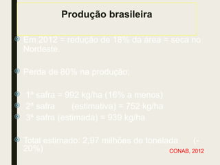 Produção brasileira
 Em 2012 = redução de 18% da área = seca no
Nordeste.
 Perda de 80% na produção;
 1ª safra = 992 kg/ha (16% a menos)
 2ª safra (estimativa) = 752 kg/ha
 3ª safra (estimada) = 939 kg/ha
 Total estimado: 2,97 milhões de tonelada (-
20%) CONAB, 2012
 