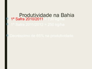 Produtividade na Bahia
 1ª Safra 2010/2011 = 730 kg/ha
 1ª Safra 2011/2012 = 250 kg/ha
 Decréscimo de 65% na produtividade.
 