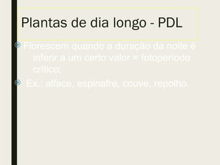 Plantas de dia longo - PDL
 Florescem quando a duração da noite é
inferir a um certo valor = fotoperíodo
crítico;
 Ex.: alface, espinafre, couve, repolho.
 
