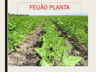 FEIJÃO PLANTA
 
