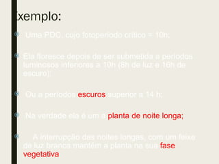 Exemplo:
 Uma PDC, cujo fotoperíodo crítico = 10h;
 Ela floresce depois de ser submetida a períodos
luminosos inferiores a 10h (8h de luz e 16h de
escuro);
 Ou a períodos escuros superior a 14 h;
 Na verdade ela é um a planta de noite longa;
 A interrupção das noites longas, com um feixe
de luz branca mantém a planta na sua fase
vegetativa.
 