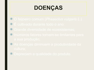 DOENÇAS
 O feijoeiro comum (Phaseolus vulgaris L.)
 É cultivado durante todo o ano;
 Grande diversidade de ecossistemas;
 Inúmeros fatores tornem-se limitantes para
a sua produção;
 As doenças diminuem a produtividade da
cultura;
 Depreciam a qualidade do produto.
 