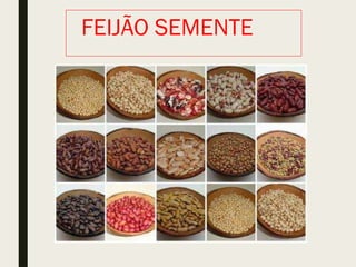 FEIJÃO SEMENTE
 