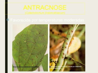 ANTRACNOSE
(Colletrotrichum lindemuthianum)
 Favorecida por temperaturas moderadas
 