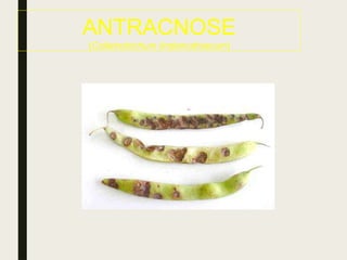 ANTRACNOSE
(Colletrotrichum lindemuthianum)
 