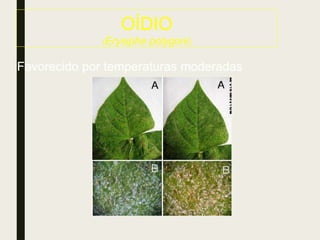OÍDIO
(Erysiphe polygoni)
Favorecido por temperaturas moderadas
 