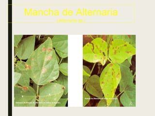 Mancha de Alternaria
(Alternaria sp.)
 