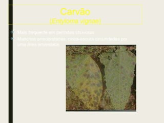 Carvão
(Entyloma vignae)
 Mais frequente em períodos chuvosos
 Manchas arredondadas, cinza-escura circundadas por
uma área amarelada
 