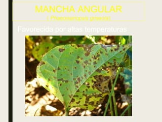 MANCHA ANGULAR
( Phaeoisariopsis griseola)
Favorecida por altas temperaturas
 