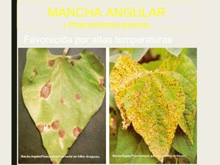 MANCHA ANGULAR
( Phaeoisariopsis griseola)
Favorecida por altas temperaturas
 
