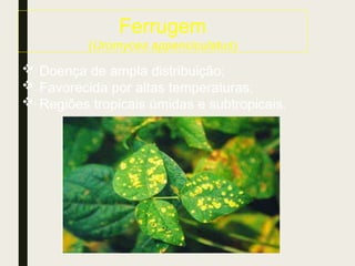 Ferrugem
(Uromyces appenciculatus)
 Doença de ampla distribuição;
 Favorecida por altas temperaturas;
 Regiões tropicais úmidas e subtropicais.
 