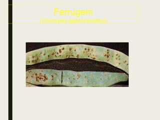Ferrugem
(Uromyces appenciculatus)
 