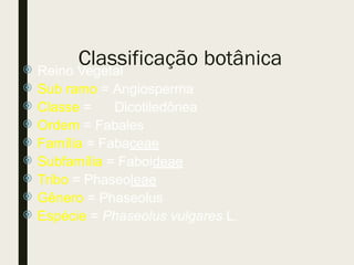 Classificação botânica
 Reino Vegetal
 Sub ramo = Angiosperma
 Classe = Dicotiledônea
 Ordem = Fabales
 Família = Fabaceae
 Subfamília = Faboideae
 Tribo = Phaseoleae
 Gênero = Phaseolus
 Espécie = Phaseolus vulgares L.
 