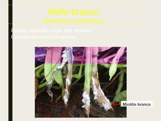 Mofo branco
(Sclerotinia sclerotiorum)
Causa podridão mole nos tecidos;
Comum em áreas irrigadas.
Micélio branco
 