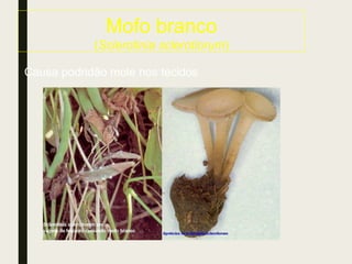 Mofo branco
(Sclerotinia sclerotiorum)
Causa podridão mole nos tecidos
 