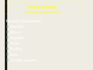 Mofo branco
(Sclerotinia sclerotiorum)
Plantas hospedeiras:
 Repolho
 Alface
 Algodão
 Picão
 Ervilha
 Soja
 Tomate rasteiro
 