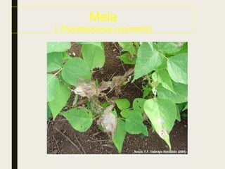 Mela
( Thanatephorus cucumeris)
 