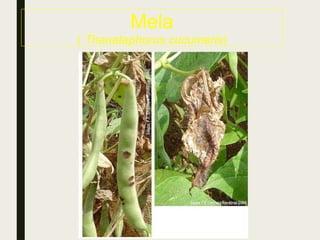Mela
( Thanatephorus cucumeris)
 