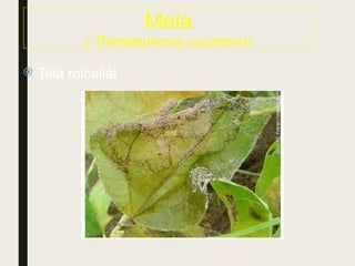  Teia micelial
Mela
( Thanatephorus cucumeris)
 