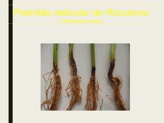 Podridão radicular de Rizoctonia
(Rizoctonia solani)
 