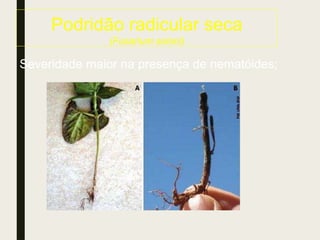 Podridão radicular seca
(Fusarium solani)
Severidade maior na presença de nematóides;
 