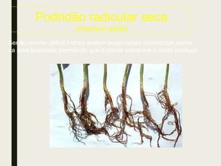 Podridão radicular seca
(Fusarium solani)
Senão ocorrer déficit hídrico podem surgir raízes adventícias acima
da área lesionada permitindo que a planta sobreviva e ainda produza.
 