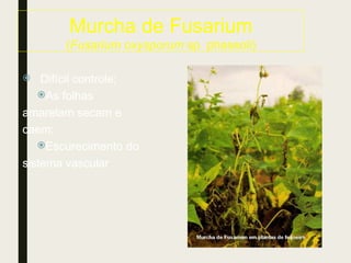 Murcha de Fusarium
(Fusarium oxysporum sp. phaseoli)
 Difícil controle;
As folhas
amarelam secam e
caem;
Escurecimento do
sistema vascular
 