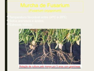 Murcha de Fusarium
(Fusarium oxysporum)
Temperatura favorável entre 24ºC e 28ºC;
Solos arenosos e ácidos;
Estresse hídrico.
Rotação de cultura pelo menos por 5 anos com gramíneas
 
