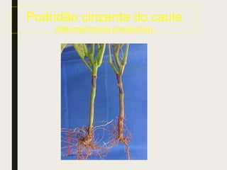 Podridão cinzenta do caule
(Macrophomina phaseolina)
 
